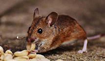 24 Hour & Emergency Exterminators in Slatersville, RI